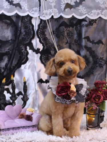 20231007チョコちゃん